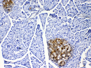 IHC testing of FFPE rat pancreas tissue with IL17A antibody at 1ug/ml. Required HIER: steam section in pH6 citrate buffer for 20 min and allow to cool prior to testing.