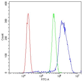 EPHA2 Antibody U-2 OS Cells FACS. Flow cytometric analysis of human U-2 OS cells was performed using an Eph Receptor A2 antibody at 1 ug per 10^6 cells following blocking with goat sera. EPHA2, also known as Epithelial Cell Kinase and a Receptor Tyrosine Kinase, is a cell surface receptor that regulates cell adhesion, migration, proliferation, and tissue organization through interactions with ephrin ligands. Red histogram: cells alone. Green histogram: isotype control. Blue histogram: Eph Receptor A2 antibody. The marked rightward shift of the antibody signal relative to both controls demonstrates specific detection of endogenous EPHA2 expression in U-2 OS osteosarcoma cells. Elevated EPHA2 signaling has been implicated in tumor progression, invasion, and metastatic potential. These results support the utility of Eph Receptor A2 Antibody for studies of receptor tyrosine kinase signaling, cell migration, and cancer biology.