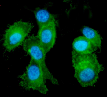 EPHA2 Antibody PC-3 Cells IF. Immunofluorescent analysis of EPHA2 expression was performed in human PC-3 cells using an anti-EPHA2 antibody. EPHA2, also known as Eph Receptor A2 and a Receptor Tyrosine Kinase, regulates cell adhesion, migration, and epithelial organization through interactions with ephrin ligands. Strong cytoplasmic and membrane-associated fluorescence is observed throughout the cells, consistent with the localization and trafficking of this cell surface receptor. Cells were incubated with rabbit anti-EPHA2 antibody at 5 ug/ml and detected with Fluoro488-conjugated goat anti-rabbit IgG (green). Nuclei were counterstained with DAPI (blue). These results support the utility of EPHA2 Antibody for studies of receptor tyrosine kinase signaling, cell migration, and cancer biology.