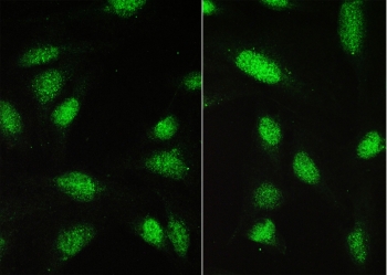 IF/ICC staining of FFPE human U-2 OS cells with PAX5 antibody (green) at 2ug/ml. HIER: steam section in pH6 citrate buffer for 20 min.