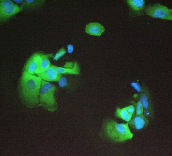 IF/ICC staining of FFPE human A431 cells with 14-3-3 sigma antibody (green) at 2ug/ml and DAPI nuclear stain (blue). HIER: boil tissue sections in pH6, 10mM citrate buffer, for 10-20 min and allow to cool before testing.