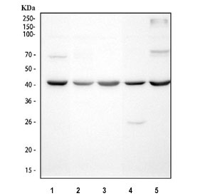 Western blot testing of 1) human ThP-1, 2) human HeLa, 3) rat lung, 4) mouse lung and 5) mouse NIH 3T3 cell lysate with CFD antibody. Predicted molecular weight ~27 kDa.
