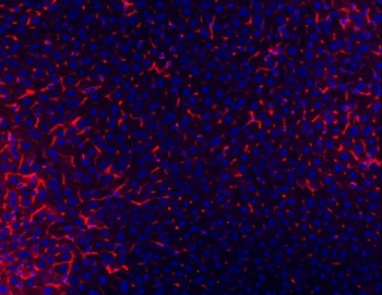 Immunofluorescent staining of FFPE mouse liver tissue with Cd81 antibody (red) and DAPI nuclear stain (blue). HIER: steam section in pH8 EDTA buffer for 20 min.