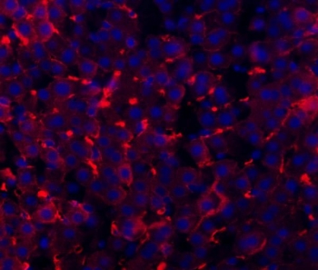 Immunofluorescent staining of FFPE rat liver tissue with Cd81 antibody (red) and DAPI nuclear stain (blue). HIER: steam section in pH8 EDTA buffer for 20 min.