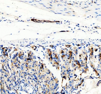IHC staining of FFPE mouse stomach tissue with CD31 antibody. HIER: boil tissue sections in pH8 EDTA for 20 min and allow to cool before testing.