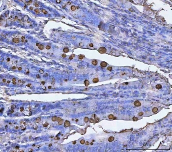 IHC testing of FFPE rat colon tissue with Tff3 antibody. Required HIER: steam section in pH8 EDTA buffer for 20 min and allow to cool prior to testing.