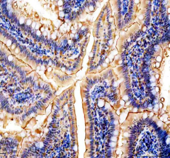 IHC staining of FFPE rat colon tissue with NMU antibody, HRP-secondary and DAB substrate. HIER: boil tissue sections in pH8 EDTA for 20 min and allow to cool before testing.
