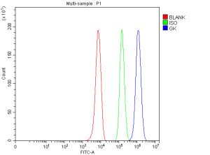 Glycerol Kinase Antibody Human HepG2 FACS. Flow cytometry analysis of fixed and permeabilized HepG2 human liver cells stained with Glycerol Kinase Antibody at 1 ug/10^6 cells, followed by a Fluoro488-conjugated secondary antibody. The blue histogram (GK) shows a clear rightward shift relative to the rabbit IgG isotype control (green) and unstained cells (red), demonstrating specific intracellular detection of endogenous glycerol kinase. These results support the use of Glycerol Kinase Antibody, a Lipid Metabolism Enzyme Antibody, for analyzing glycerol kinase expression, lipid metabolism and cellular energy homeostasis by flow cytometry.
