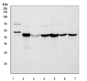Western blot testing of 1) human Jurkat, 2) rat heart, 3) rat skeletal muscle, 4) rat brain, 5) mouse heart, 6) mouse skeletal muscle and 7) mouse brain tissue lysate with PDK2 antibody at 0.5ug/ml. Predicted molecular weight ~46 kDa.