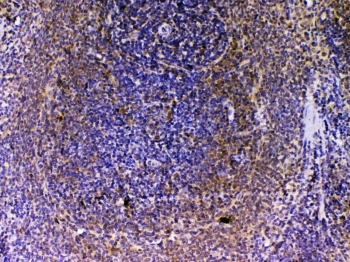 IHC testing of FFPE rat spleen tissue with VEGFB antibody at 1ug/ml. Required HIER: steam section in pH6 citrate buffer for 20 min and allow to cool prior to testing.