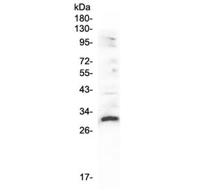 Western blot testing of rat heart lysate with VEGFB antibody at 0.5ug/ml. Expected molecular weight: 22-32 kDa depending on glycosylation level.