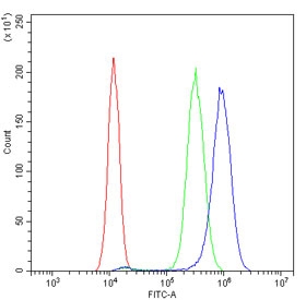 Flow cytometry testing of human SiHa cells with IQGAP2 antibody at 1ug/million cells (blocked with goat sera); Red=cells alone, Green=isotype control, Blue= IQGAP2 antibody.