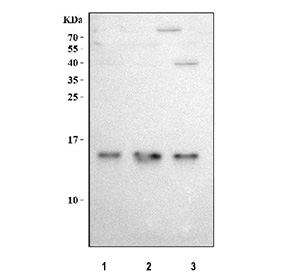 Western blot testing of human 1) SiHa, 2) U-251 and 3) SH-SY5Y cell lysate with DYNLT1 antibody at 0.5ug/ml. Predicted molecular weight ~12 kDa.