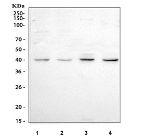 Western blot testing of human 1) Caco-2, 2) RT4, 3) A431 and 4) K562 cell lysate with SP6 antibody. Predicted molecular weight ~40 kDa.