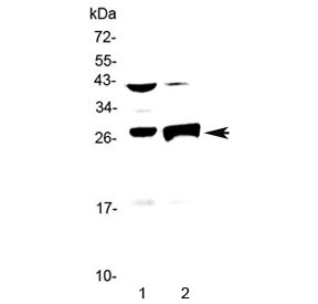 Granzyme B Antibody Mouse Thymus and Liver WB. Western blot analysis of mouse thymus and liver tissue lysates using Granzyme B Antibody at 0.5 ug/ml. An HRP-conjugated secondary antibody with ECL substrate was used for detection. Granzyme B Antibody, a Cytotoxic Lymphocyte Marker Antibody, detects bands within the expected 29-37 kDa molecular weight range, consistent with precursor and proteolytically processed forms of granzyme B. The higher molecular weight band likely represents the inactive proenzyme, while the lower band corresponds to the mature active enzyme.