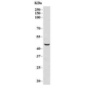 Western blot testing of human HepG2 cell lysate with DC-SIGN antibody at 0.5ug/ml. Predicted molecular weight ~46 kDa.