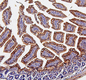 SDHB Antibody Mouse Small Intestine IHC. IHC staining of FFPE mouse small intestine tissue was performed with SDHB Antibody at 2 ug/ml overnight at 4oC. Heat-induced epitope retrieval was performed in pH 8.0 EDTA buffer, followed by HRP-conjugated secondary antibody and DAB detection. Positive SDHB staining is observed prominently in the intestinal epithelium with a predominantly cytoplasmic pattern. This SDHB Antibody demonstrates localization of the Complex II iron-sulfur subunit in mouse small intestine tissue.