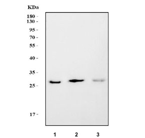 Western blot testing of 1) human Jurkat, 2) rat thymus and 3) mouse thymus tissue lysate with DCK antibody. Predicted molecular weight ~30 kDa. 