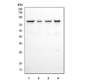 CD2AP Antibody / Cytoskeletal Adapter Protein Antibody Human Cell Line WB. Western blot analysis of 1) human Jurkat, 2) human A431, 3) human HeLa, and 4) human K562 cell lysates using CD2AP Antibody / Cytoskeletal Adapter Protein Antibody. A specific immunoreactive band is detected at approximately 71-80 kDa in all four cell lines, consistent with the predicted molecular weight range of CD2AP. These results demonstrate reliable detection of CD2AP, a multifunctional adaptor protein that links membrane receptors to the actin cytoskeleton and regulates cell adhesion, receptor endocytosis, and intracellular signaling.
