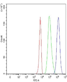 CD2AP Antibody / Cytoskeletal Adapter Protein Antibody Human K562 Flow Cytometry. Flow cytometric analysis of fixed and permeabilized human K562 cells using CD2AP Antibody / Cytoskeletal Adapter Protein Antibody at 1 ug/10^6 cells. Cells were blocked with goat serum prior to staining. Red: unstained cells. Green: isotype control. Blue: CD2AP antibody. The distinct rightward shift of the CD2AP antibody signal relative to the isotype control demonstrates specific intracellular detection of CD2AP in K562 cells.