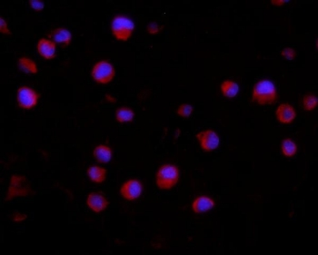 CD2AP Antibody / Cytoskeletal Adapter Protein Antibody K562 Immunofluorescence. Immunofluorescent staining of FFPE human K562 cells using CD2AP Antibody / Cytoskeletal Adapter Protein Antibody (red) with DAPI nuclear counterstain (blue). Heat-induced epitope retrieval was performed by steaming sections in pH 6.0 citrate buffer for 20 minutes prior to staining. Cells were incubated with the primary antibody at 2 ug/ml. CD2AP displays predominantly cytoplasmic staining, consistent with its function as a cytoskeletal adaptor protein involved in actin organization, receptor endocytosis, and intracellular signaling.