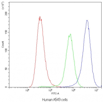 Flow cytometry testing of human A549 cells with SYT1 antibody at 1ug/10^6 cells (blocked with goat sera); Red=cells alone, Green=isotype control, Blue=SYT1 antibody.