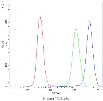 Flow cytometry testing of human PC-3 cells with SYT1 antibody at 1ug/10^6 cells (blocked with goat sera); Red=cells alone, Green=isotype control, Blue=SYT1 antibody.