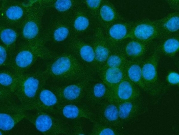 Immunofluorescent staining of FFPE human U-2 OS cells with S100A10 antibody (green) and DAPI nuclear stain (blue). HIER: steam section in pH6 citrate buffer for 20 min.