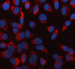 MVP Antibody HeLa Cell IF. Immunofluorescent staining of HeLa cells using MVP Antibody / Major Vault Protein Antibody at 5 ug/ml. Cells underwent enzyme-mediated antigen retrieval for 15 minutes before incubation with the primary antibody. Major Vault Protein was detected with a Cy3-conjugated secondary antibody (red), and cell nuclei were counterstained with DAPI (blue). The staining demonstrates predominantly cytoplasmic localization of MVP, consistent with its established role as the principal component of vault ribonucleoprotein particles. This MVP Antibody, also called Major Vault Protein Antibody, is suitable for studies of vault complex biology, intracellular transport, multidrug resistance, and protein localization by immunofluorescence microscopy.