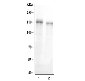 Western blot testing of human 1) HCCT and 2) HCCP cell lysate with CD163 antibody. Expected molecular weight: 125-175 kDa depending on glycosylation level.