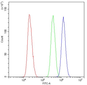 Flow cytometry testing of human U-2 OS cells with CBFB antibody at 1ug/10^6 cells (blocked with goat sera); Red=cells alone, Green=isotype control, Blue= CBFB antibody.