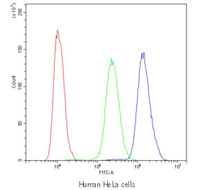 Flow cytometry testing of human HeLa cells with PDE4D antibody at 1ug/10^6 cells (blocked with goat sera); Red=cells alone, Green=isotype control, Blue=PDE4D antibody.