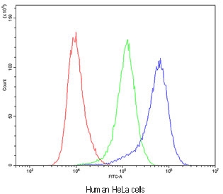 Flow cytometry testing of human HeLa cells with Bestrophin 1 antibody at 1ug/10^6 cells (blocked with goat sera); Red=cells alone, Green=isotype control, Blue=Bestrophin 1 antibody.
