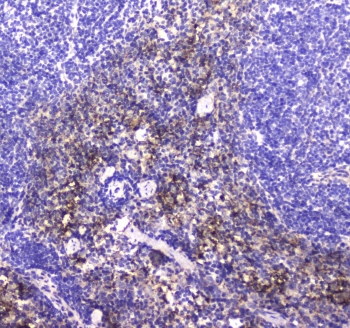 IHC testing of FFPE mouse spleen tissue with NKp46 antibody at 1ug/ml. Required HIER: steam section in pH6 citrate buffer for 20 min and allow to cool prior to staining.