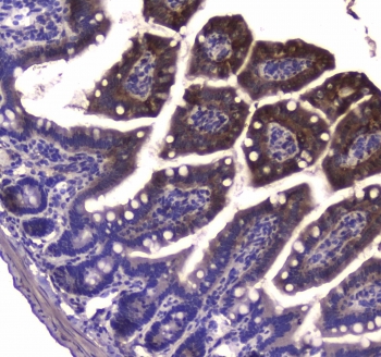 IHC testing of FFPE mouse small intestine tissue with GDA antibody at 1ug/ml. Required HIER: steam section in pH6 citrate buffer for 20 min and allow to cool prior to staining.