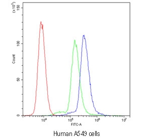 Flow cytometry testing of human A549 cells with SCRIB antibody at 1ug/10^6 cells (blocked with goat sera); Red=cells alone, Green=isotype control, Blue=SCRIB antibody.