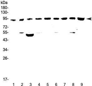 Western blot testing of rat 1) brain, 2) spleen, 3) heart, 4) kidney and mouse 5) brain, 6) spleen, 7) heart, 8) kidney and 9) testis lysate with Cullin 5 antibody at 0.5ug/ml. Predicted molecular weight ~91 kDa. 