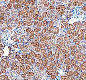 uPAR Antibody Mouse Kidney IHC. Immunohistochemical staining of FFPE mouse kidney tissue using uPAR Antibody at 2 ug/ml. HIER was performed in pH 8.0 EDTA buffer. An HRP-conjugated goat anti-rabbit IgG secondary antibody with DAB substrate was used for detection. uPAR Antibody, a Cell Invasion Receptor Antibody, demonstrates strong membranous and cytoplasmic staining in renal tubular epithelial cells, consistent with the role of PLAUR/uPA receptor in extracellular matrix remodeling, cell migration, and tissue remodeling processes.
