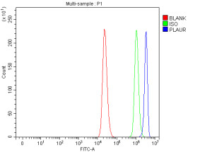 uPAR Antibody Rat PC-12 Cell FACS. Flow cytometric analysis of fixed and permeabilized rat PC-12 cells using uPAR Antibody at 1 ug/million cells. Cells were blocked with normal goat serum and detected with a DyLight 488-conjugated goat anti-rabbit IgG secondary antibody. uPAR Antibody, a Cell Invasion Receptor Antibody, demonstrates a clear positive shift compared to isotype control, confirming detection of PLAUR/uPA receptor expression in PC-12 cells and supporting its use for analysis of uPAR-mediated signaling, cell migration, and tissue remodeling pathways.
