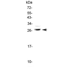 MPZ Antibody U-87 MG WB. Western blot analysis of human U-87 MG cell lysate using MPZ Antibody / Myelin Structural Protein Antibody. A distinct immunoreactive band is detected at approximately 28 kDa, consistent with the expected molecular weight of MPZ (Myelin Protein Zero/P0). MPZ is a transmembrane adhesion glycoprotein that functions as the principal structural component of peripheral myelin and is essential for myelin compaction and maintenance of normal nerve conduction. The detection of a single prominent band supports specific recognition of endogenous MPZ and demonstrates the utility of this antibody for western blot applications.