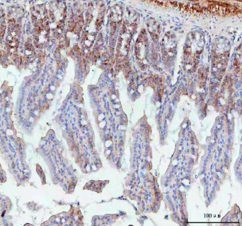 IHC staining of FFPE mouse intestine tissue with BCMA antibody. HIER: boil tissue sections in pH8 EDTA for 20 min and allow to cool before testing.