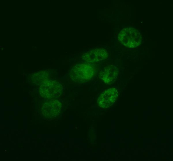 Immunofluorescent staining of FFPE human HepG2 cells with HLF antibody (green). HIER: steam section in pH6 citrate buffer for 20 min.
