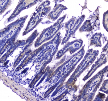 IHC testing of FFPE mouse small intestine tissue with LGALS3BP antibody at 1ug/ml. Required HIER: steam section in pH6 citrate buffer for 20 min and allow to cool prior to staining.