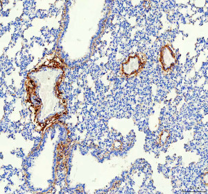 OIF Antibody by IHC in Rat Lung. Immunohistochemistry of paraffin-embedded rat lung sections using OIF Antibody. Strong OGN/OIF staining is concentrated in connective tissue surrounding pulmonary vascular and airway-associated structures, with weaker labeling of some airway epithelium and comparatively limited staining throughout the alveolar parenchyma. The Osteoinductive Factor Polyclonal Antibody demonstrates a predominantly extracellular and pericellular staining pattern consistent with the extracellular matrix association of osteoglycin.