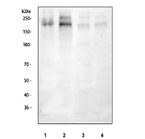 Western blot testing of 1) human SH-SY5Y, 2) human U-2 OS, 3) rat ovary and 4) mouse lung lysate with PDGFRB antibody at 0.5ug/ml. Instead of the predicted unglycosylated ~124 kDa size, the antibody detects major bands at approximately 190 kDa and 250 kDa, consistent with fully glycosylated PDGFRB and a higher molecular weight receptor species such as a hyperglycosylated or partially dimeric form.