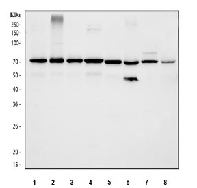 Western blot testing of 1) human HeLa, 2) human Raji, 3) human HepG2, 4) human K562, 5) rat PC-12, 6) rat RH35, 7) mouse RAW264.7 and 8) mouse HEPA1-6 cell lysate with p65 antibody at 0.5ug/ml. Expected molecular weight ~65 kDa.