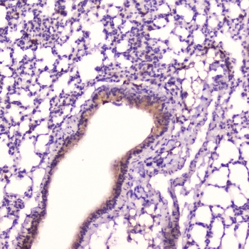 Leptin Antibody Mouse Lung IHC. Immunohistochemistry analysis of FFPE mouse lung tissue using Leptin Antibody / Metabolic Signaling Hormone Antibody at 2 ug/ml. Bronchiolar epithelial cells demonstrate HRP-DAB brown cytoplasmic staining consistent with leptin / LEP expression in respiratory epithelium, while surrounding alveolar regions show comparatively lower background signal. Nuclei are counterstained blue. HIER was performed by boiling tissue sections in pH6 10 mM citrate buffer for 10-20 minutes followed by cooling at room temperature for 20 minutes.