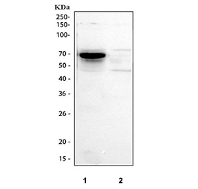 IHC testing of FFPE human tonsil tissue with CD5 antibody at 2ug/ml. HIER: boil tissue sections in pH6, 10mM citrate buffer, for 10-20 min followed by cooling at RT for 20 min.
