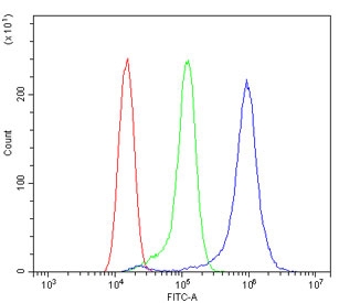 Flow cytometry testing of rat RH35 cells with IGFBP2 antibody at 1ug/million cells (blocked with goat sera); Red=cells alone, Green=isotype control, Blue= IGFBP2 antibody.