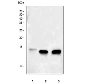 Western blot testing of 1) human Caco-2, 2) rat heart and 3) mouse heart tissue lysate with FABP3 antibody at 0.5ug/ml. Predicted molecular weight ~15 kDa.